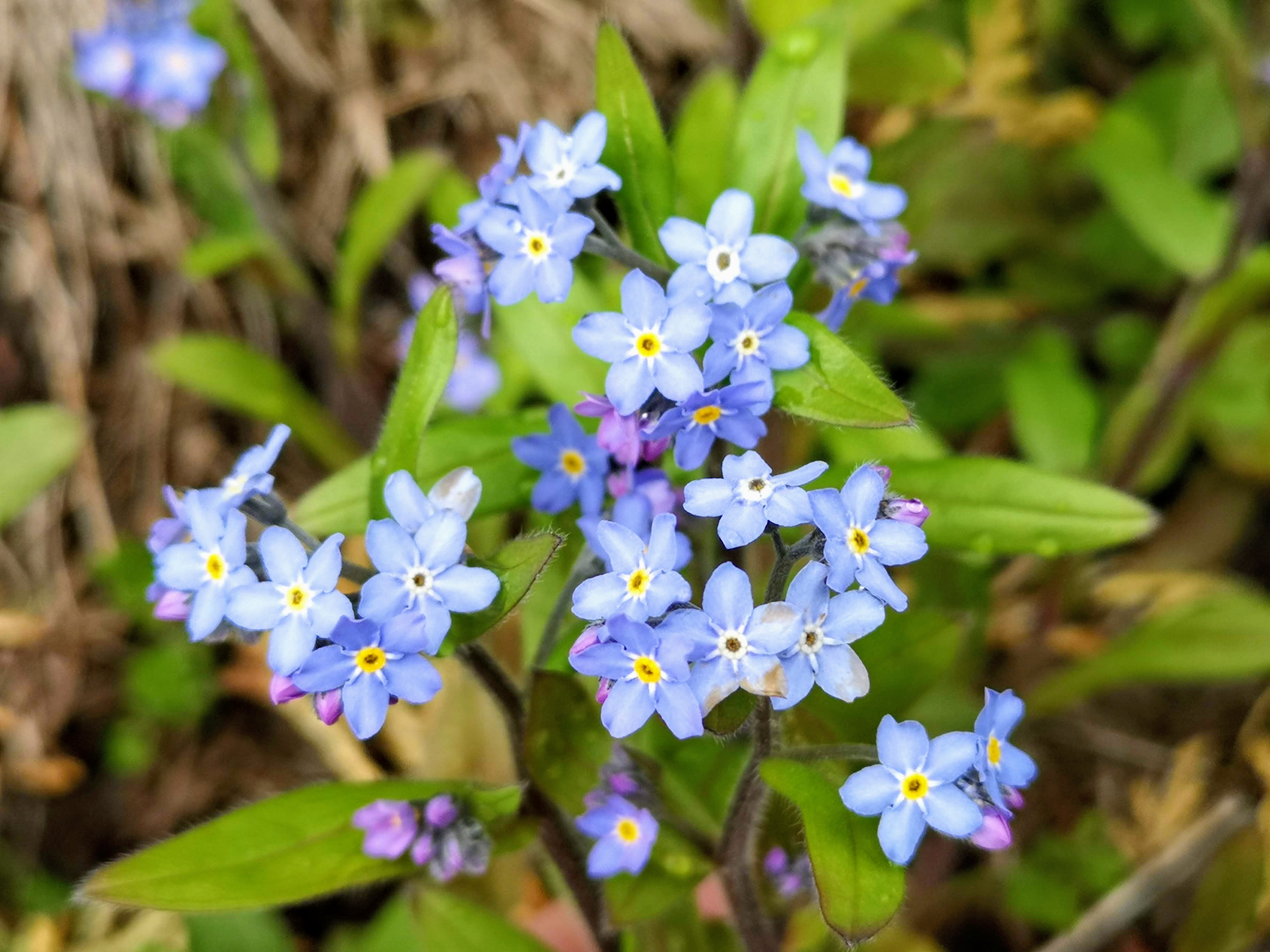 En gruppe blå blomster