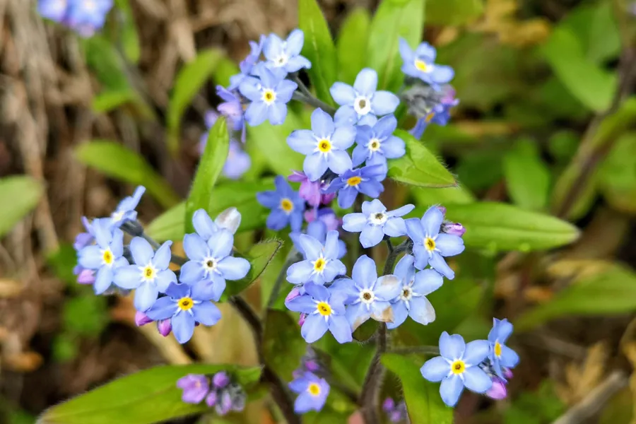 En gruppe blå blomster