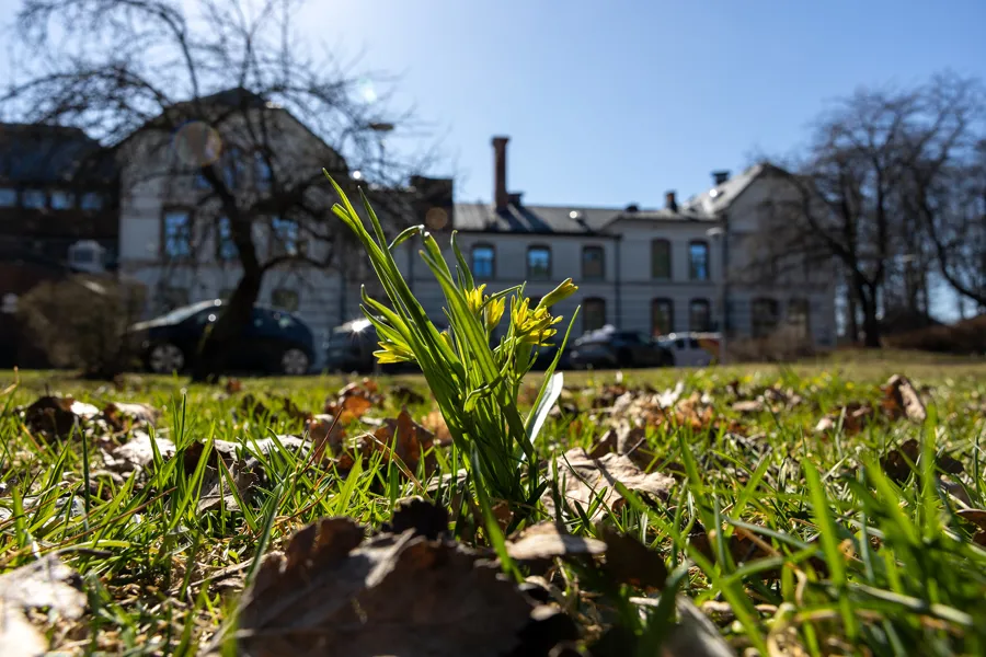 En plante i et gresskledd område med bygninger i bakgrunnen